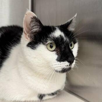 Ayla -  Domestic Short Hair Cat for Adoption in Atlanta, Georgia - Ayla | PetCurious