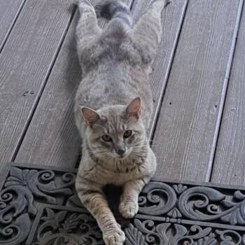 Sable -  Domestic Short Hair Cat for Adoption in Chattanooga, Tennessee - Sable | PetCurious
