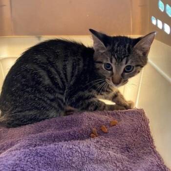 Squints - Chow Hound Northland -  Domestic Short Hair Cat for Adoption in Grand Rapids, Michigan - Squints - Chow Hound Northland | PetCurious