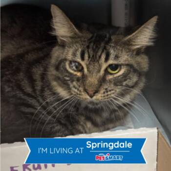 Scarface -  Domestic Short Hair Cat for Adoption in Cincinnati, Ohio - Scarface | PetCurious