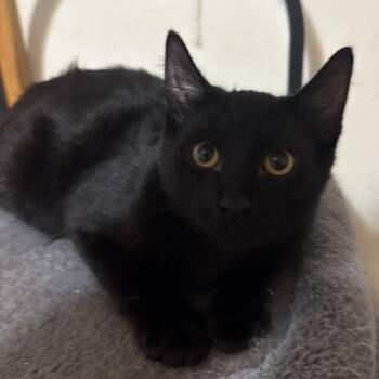 Rescue American Shorthair Cats for Adoption - Blush | PetCurious