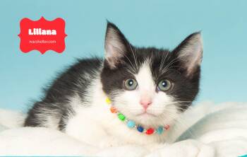 Rescue Domestic Short Hair Cats for Adoption in Wyandotte, Michigan - LILIANA | PetCurious