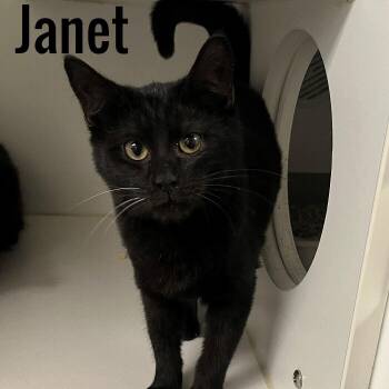 Janet -  Domestic Short Hair Cat for Adoption in Pleasantville, New Jersey - Janet | PetCurious