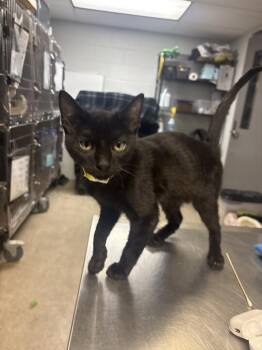 Geode -  Domestic Short Hair Cat for Adoption in Cincinnati, Ohio - Geode | PetCurious