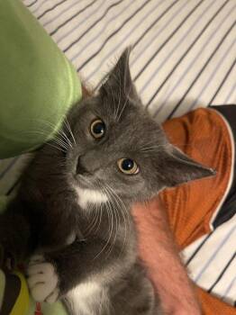 Juice (The Oasis Brothers) -  Domestic Short Hair Cat for Adoption in Telford, Pennsylvania - Juice (The Oasis Brothers) | PetCurious
