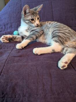 Picasso - KITTEN in foster -  Domestic Short Hair Cat for Adoption in Alexandria, Virginia - Picasso - KITTEN In Foster | PetCurious