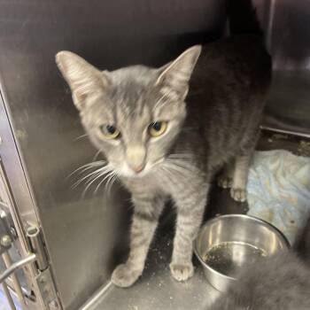 Darcy -  Domestic Short Hair Cat for Adoption in Tuscaloosa, Alabama - Darcy | PetCurious