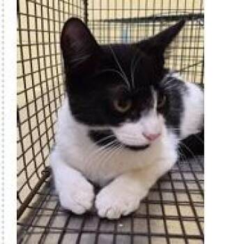Yin Yang -  Domestic Short Hair Cat for Adoption in New York, New York - Yin Yang | PetCurious