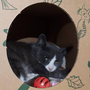 Eclair -  Domestic Short Hair Cat for Adoption in Dayton, Ohio - Eclair | PetCurious