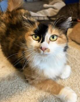 Galaxie -  Domestic Medium Hair Cat for Adoption in Rochester, Indiana - Galaxie | PetCurious