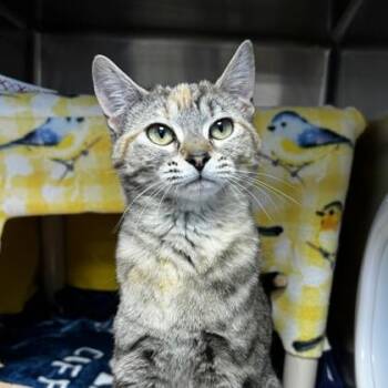 Domestic Short Hair Cats Available for Adoption in Wheaton, Illinois - Listen Linda | PetCurious