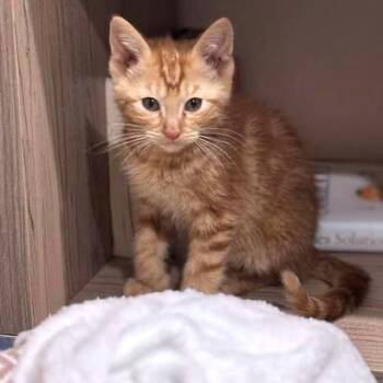 Domestic Short Hair Cats Available for Adoption - Root Beer C10548 | PetCurious