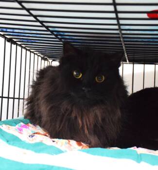 Domestic Long Hair Cats Available for Adoption in Claresholm, Alberta - Freya | PetCurious