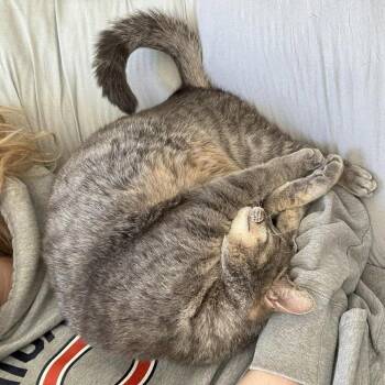 Domestic Short Hair Cats Available for Adoption in Chicago, Illinois - Jewel | PetCurious