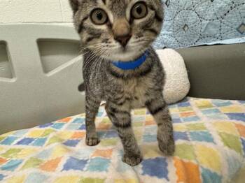 Rescue Domestic Short Hair Cats for Adoption in Peoria, Illinois - WHALE | PetCurious