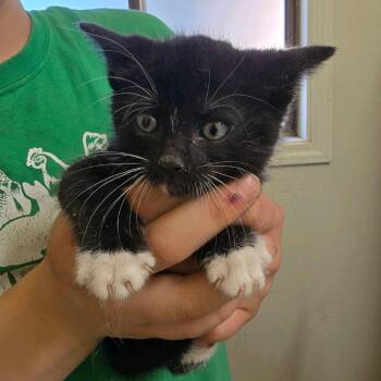 Domestic Short Hair Cats Available for Adoption in Klamath Falls, Oregon - Chance | PetCurious