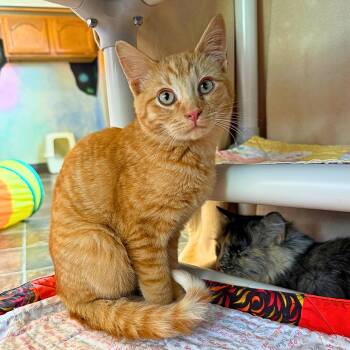 Pocus -  Domestic Short Hair Cat for Adoption in Ridgway, Colorado - Pocus | PetCurious