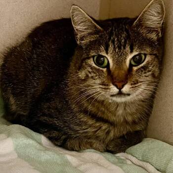 June- barn -  Domestic Short Hair Cat for Adoption in Durango, Colorado - June- Barn | PetCurious
