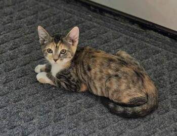 Rescue Domestic Short Hair Cats for Adoption in Woodsfield, Ohio - Hazel | PetCurious