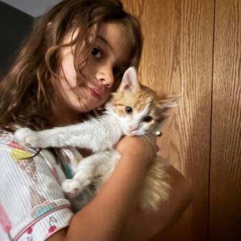 Colby Jack -  Domestic Short Hair Cat for Adoption in Buffalo, Minnesota - Colby Jack | PetCurious