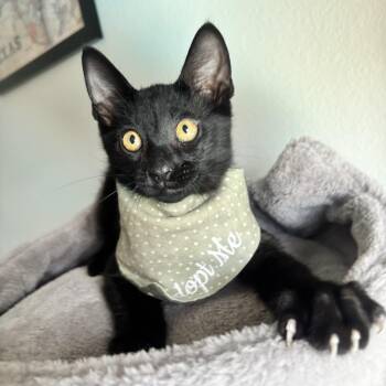 BARRY BURTON - ARMED WITH PURRS -  Domestic Short Hair Cat for Adoption in Plano, Texas - BARRY BURTON - ARMED WITH PURRS | PetCurious