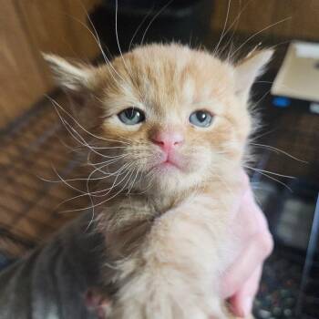 Domestic Short Hair Cats Available for Adoption in Watertown, New York - Stargazer | PetCurious