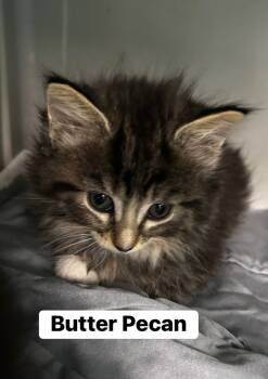 Rescue Maine Coon and Domestic Long Hair Cats for Adoption in Vienna, Virginia - Butter Pecan | PetCurious