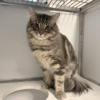 Gideon -  Domestic Medium Hair and Domestic Short Hair Cat for Adoption in Binghamton, New York - Gideon | PetCurious