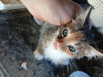 Domestic Short Hair Cats Available for Adoption - Smucky | PetCurious