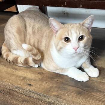 Domestic Short Hair Cats Available for Adoption - Cody | PetCurious