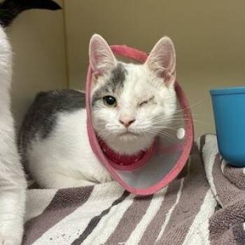 Domestic Short Hair Cats Available for Adoption in Dayton, Ohio - Guppy | PetCurious