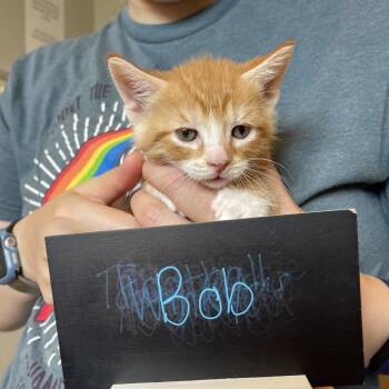 Bob C70776 -  Domestic Short Hair Cat for Adoption in Minnetonka, Minnesota - Bob C70776 | PetCurious