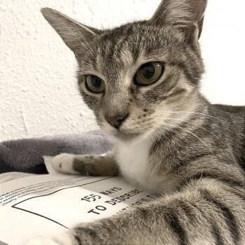 Momi (COH-A-68173) -  Domestic Short Hair Cat for Adoption in Volcano, Hawaii - Momi (COH-A-68173) | PetCurious