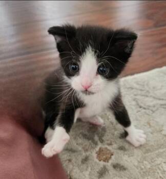 Domestic Short Hair Cats Available for Adoption in San Jacinto, California - Gomez | PetCurious