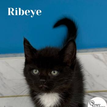 Ribeye -  Domestic Short Hair Cat for Adoption in Washington, Pennsylvania - Ribeye | PetCurious