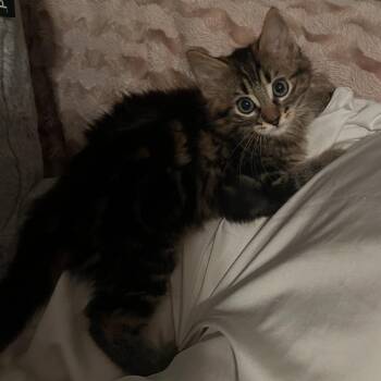 Shadow -  Domestic Short Hair Cat for Adoption in Los Angeles, California - Shadow | PetCurious