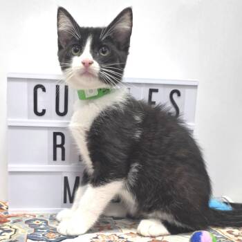 Scooter -  Domestic Short Hair Cat for Adoption in Fort Wayne, Indiana - Scooter | PetCurious