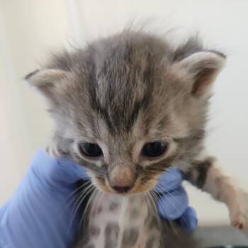 Burrows -  Domestic Short Hair Cat for Adoption in Kanab, Utah - Burrows | PetCurious