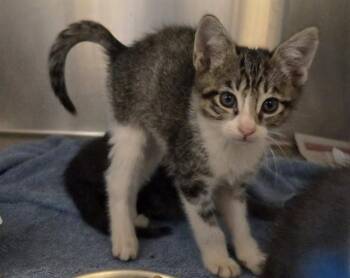 A1048415 -  Domestic Short Hair Cat for Adoption in Martinez, California - A1048415 | PetCurious