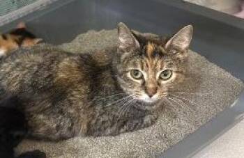 Westy -  Domestic Short Hair Cat for Adoption in South Bend, Indiana - Westy | PetCurious