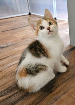 Rescue Domestic Medium Hair Cats for Adoption in San Jacinto, California - Skittles | PetCurious