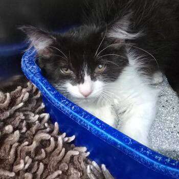 Po -  Domestic Medium Hair Cat for Adoption in Fairmont, West Virginia - Po | PetCurious