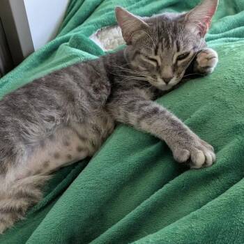 Sparrow -  American Shorthair Cat for Adoption in Minneapolis, Minnesota - Sparrow | PetCurious