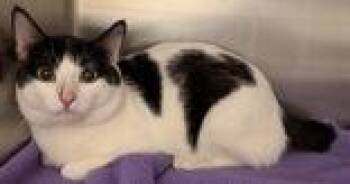 King of Hearts -  Domestic Short Hair Cat for Adoption in Redmond, Oregon - King Of Hearts | PetCurious