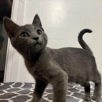 Concrete -  Domestic Short Hair and Russian Blue Cat for Adoption in Norco, California - Concrete | PetCurious