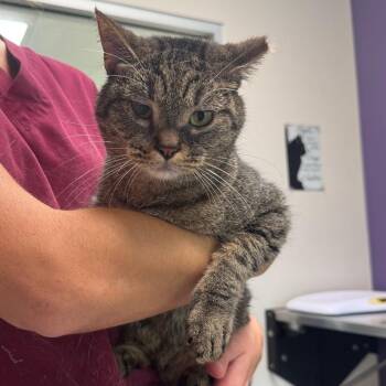 Tuna -  Domestic Short Hair Cat for Adoption in Englewood, Florida - Tuna | PetCurious