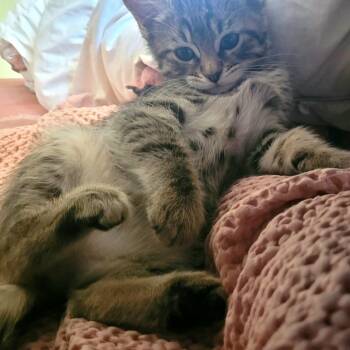 Prudence -  Domestic Short Hair Cat for Adoption in Keizer, Oregon - Prudence | PetCurious