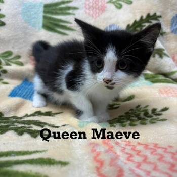 Queen Maeve -  Domestic Short Hair Cat for Adoption in Parkersburg, West Virginia - Queen Maeve | PetCurious