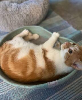 Rescue Tabby and Tiger Cats for Adoption in Atlanta, Georgia - Garfield | PetCurious