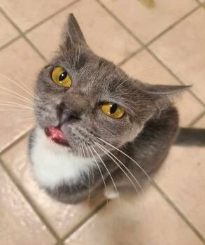 Domestic Short Hair Cats Available for Adoption in Salinas, California - Chickpea | PetCurious